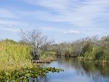 Gator Bites-Everglades, Florida