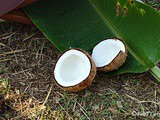 Can you Scrape Coconut for a Competition