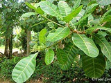 Glimpse of a Sri Lankan Home Garden