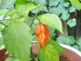 My Lone Ghost Pepper