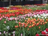 Tonami Tulip Fair