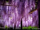 Wisteria Flower Festival