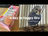 Vlog 3/22: 9 Hours Routine= a day of “Happy” life | Meet Happy | 它带给我们快乐