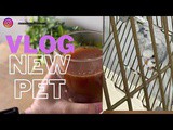 Vlog - Slow Living Morning Routine , Getting a new Pet - Budgie