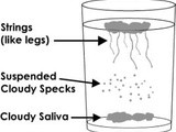 Candida and Hormone Balance