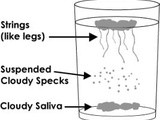 Candida and Hormone Balance