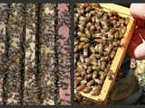 My Visit to a Bee Farm & Catch Up
