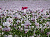 Poppy fields… Lovely