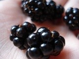 Blackberries...Take Me Back To The Good 'ol Days
