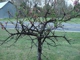 Our  Lil  Peach Tree--Part 2