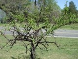 Our  Lil  Peach Tree--Part 3 & Other Updates