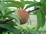 Our  Lil  Peach Tree--Part 5