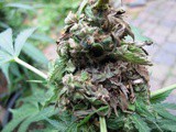 Get Rid Of Cannabis Residue Effortlessly