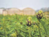 Seasonal produce from Mġarr