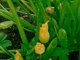 Stuffed Zucchini Flowers