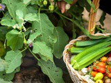 How to Avoid Heavy Metals in Your Vegan Diet