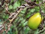 Green Tomato Chutney