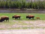 Yellowstone National Park Pictures