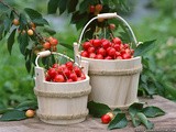 Chocolate Cherry Truffles