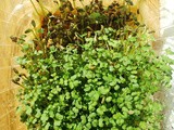 Grow Micro greens without soil