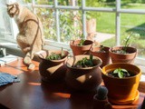 Growing Herbs Indoors