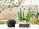 How to Regrow Green Onions from Scraps (In Water & Soil)