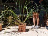 What is Lemongrass? [Growing, Storing & Cooking]
