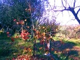 Autunno… tempo di cachi