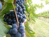 Come conservare l’ Uva