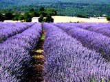 Confettura alla lavanda