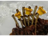 L’ Agnello alla maniera di Escoffier