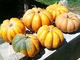 Le ricette con la zucca