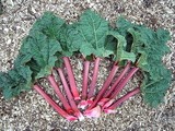 Marmellata di rabarbaro – Petronilla