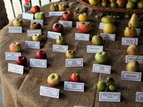 Torta di frutta – Petronilla