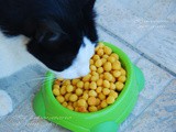 Κροκετεσ για γατεσ ♦♦ crocchette per gatti