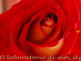 Rosa di dicembre  *****  τριανταφυλλο του δεκεμβρη