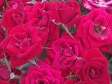 Esplosione di colori nel mio giardino