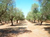 La Sahita: il vero olio extravergine di oliva