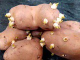 Can we Use these Sprouted Potatoes ? Here is Perfect Answer