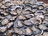 Details & Rules for the Galway International Oyster Opening Championship