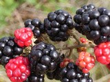 Hedgerow Blackberry & Apple Jam