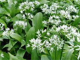 Oven Baked Creamy Wild Garlic & Cheese Potatoes