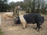 Tipperary pork farmer receives 1st ever Bordbia q-Mark for Free Range Pork