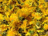 Dandelion Syrup