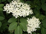 Elderflower Syrup