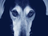 Chillimage - hubby's photographic blog