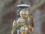 Big Garden Birdwatch 2015 – The results