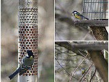 Bird watching at Hardwick Hall