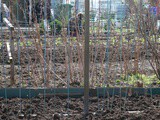 Easter at the allotment