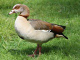 Egyptian Goose